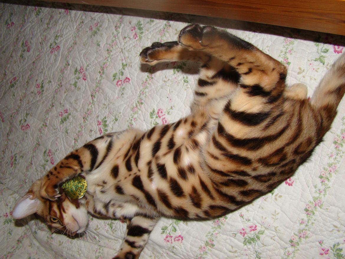 Bengal Chayton billede 16