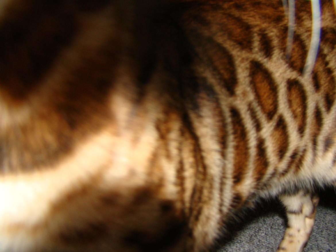 Bengal Chayton billede 17