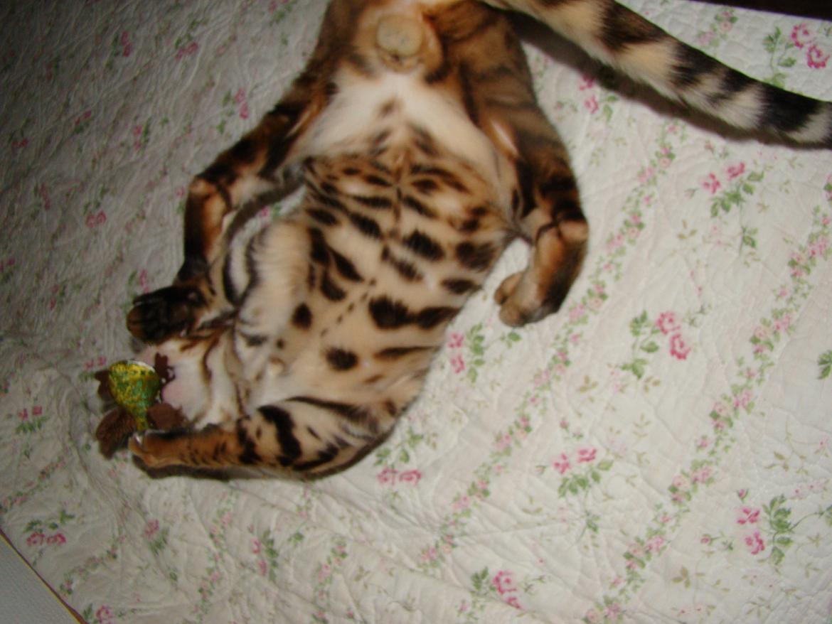 Bengal Chayton billede 18