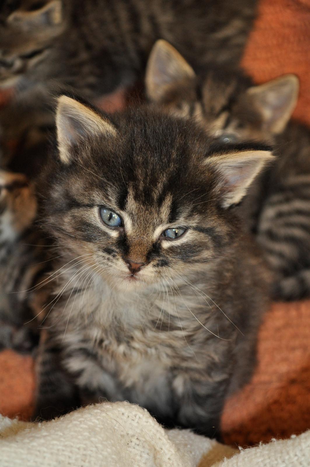 Maine Coon | Luna [R.I.P] billede 4