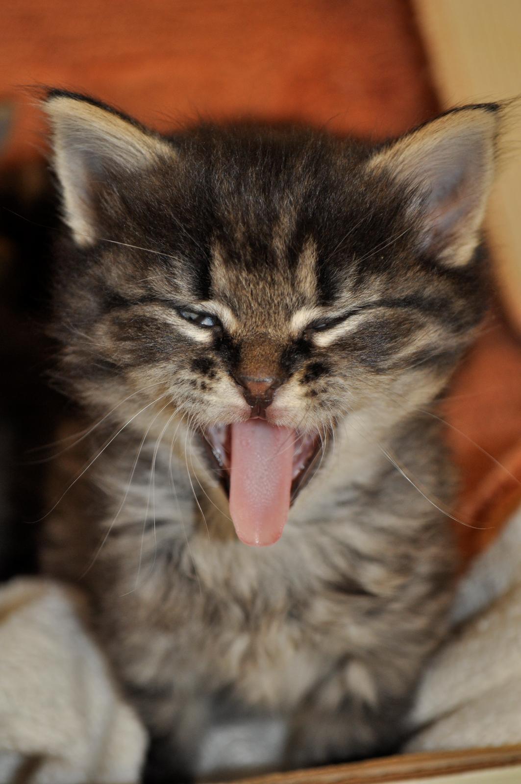 Maine Coon | Luna [R.I.P] billede 6