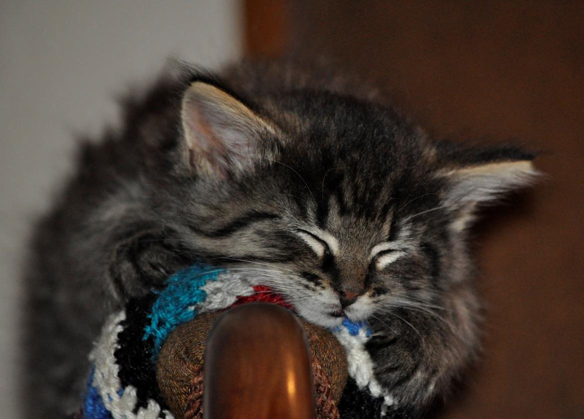 Maine Coon | Luna [R.I.P] billede 7