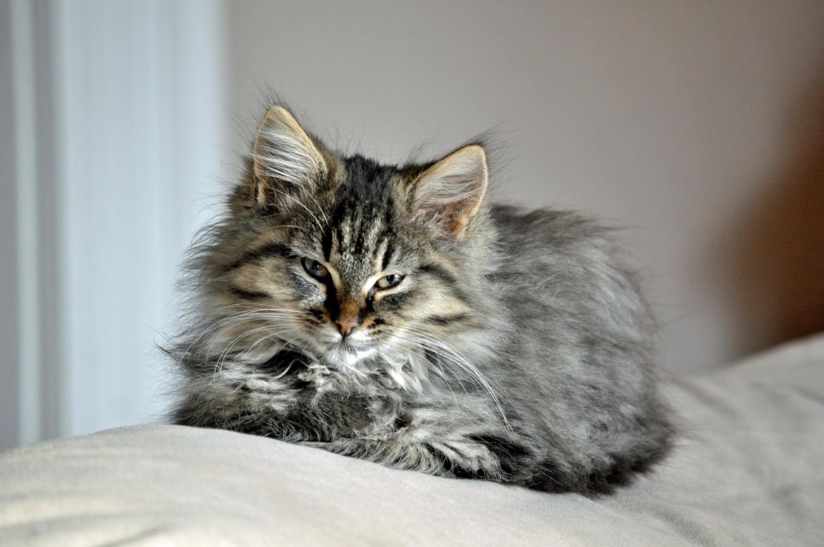 Maine Coon | Luna [R.I.P] billede 8