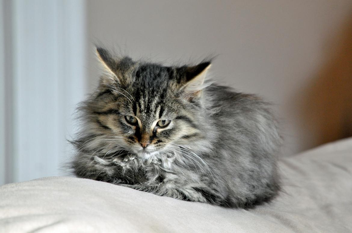 Maine Coon | Luna [R.I.P] billede 9