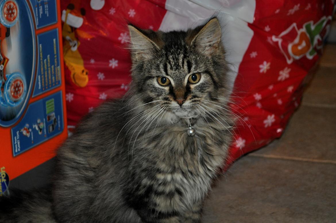 Maine Coon | Luna [R.I.P] billede 10
