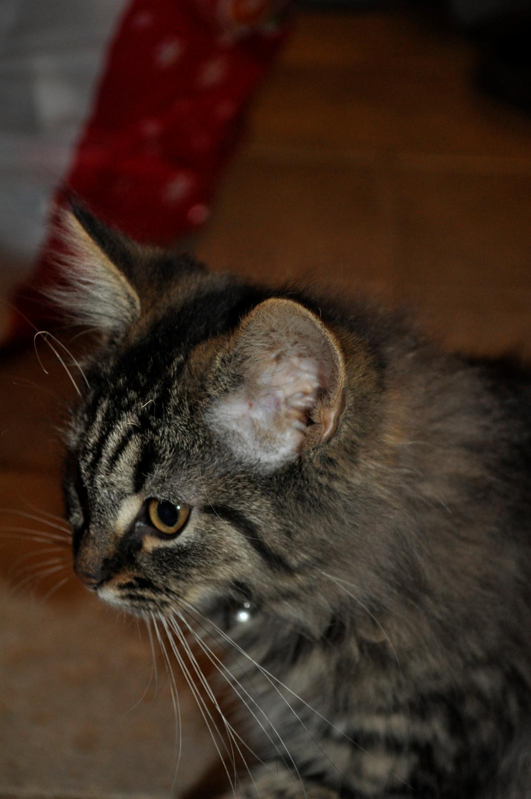 Maine Coon | Luna [R.I.P] billede 11