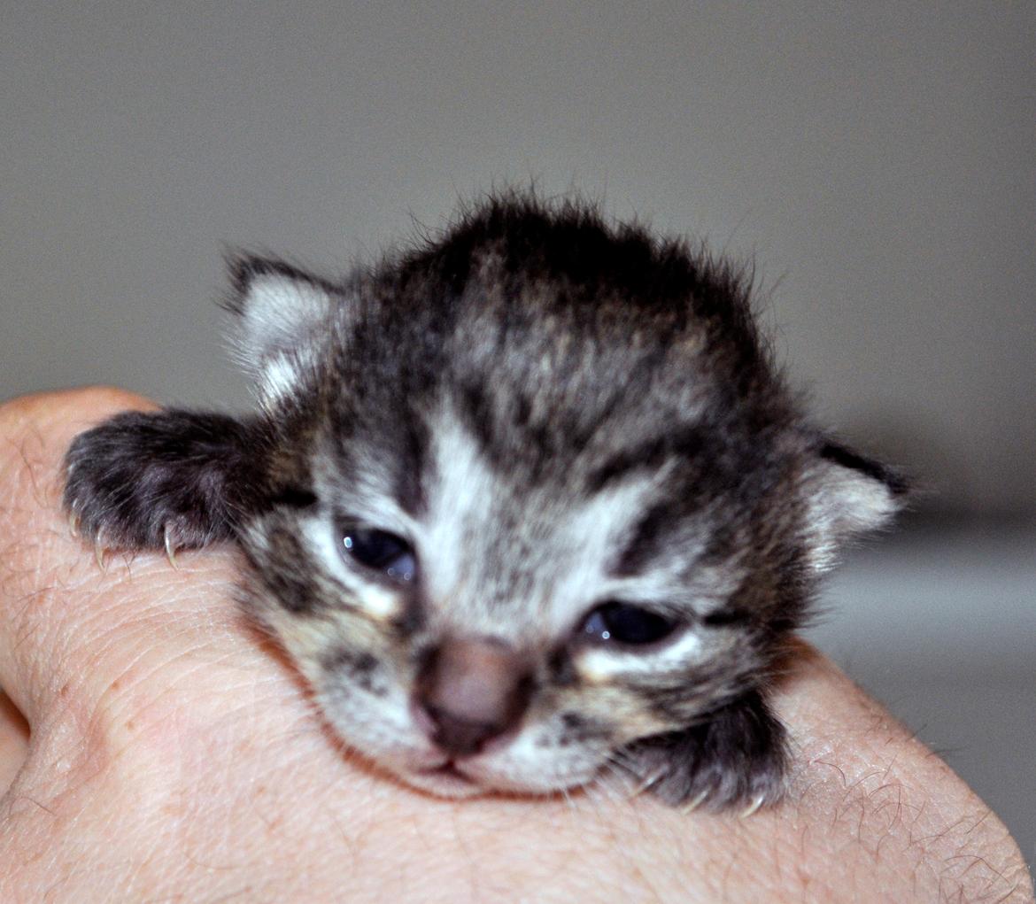 Maine Coon | Luna [R.I.P] billede 5