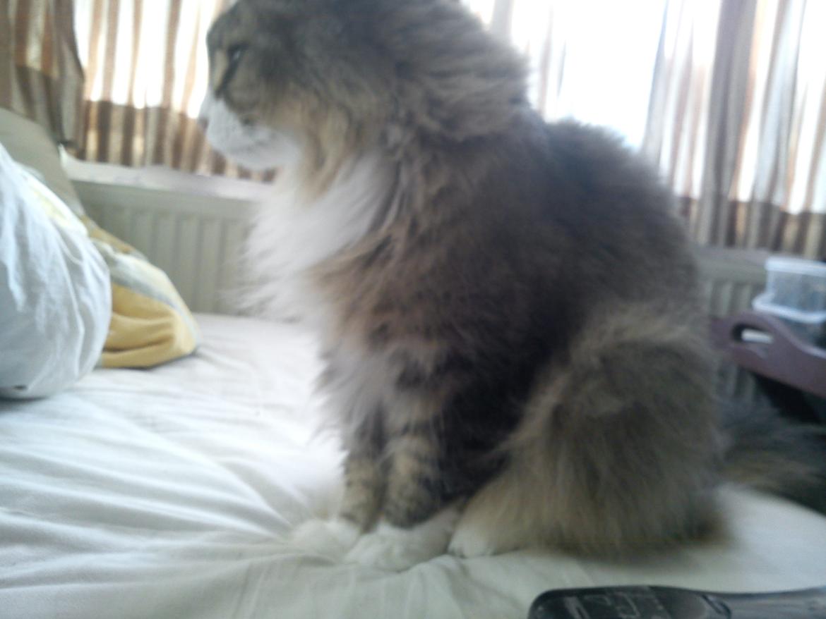 Norsk Skovkat t'binas frigg billede 3