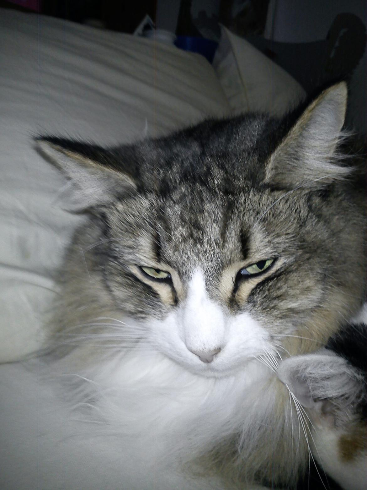 Norsk Skovkat t'binas frigg billede 4