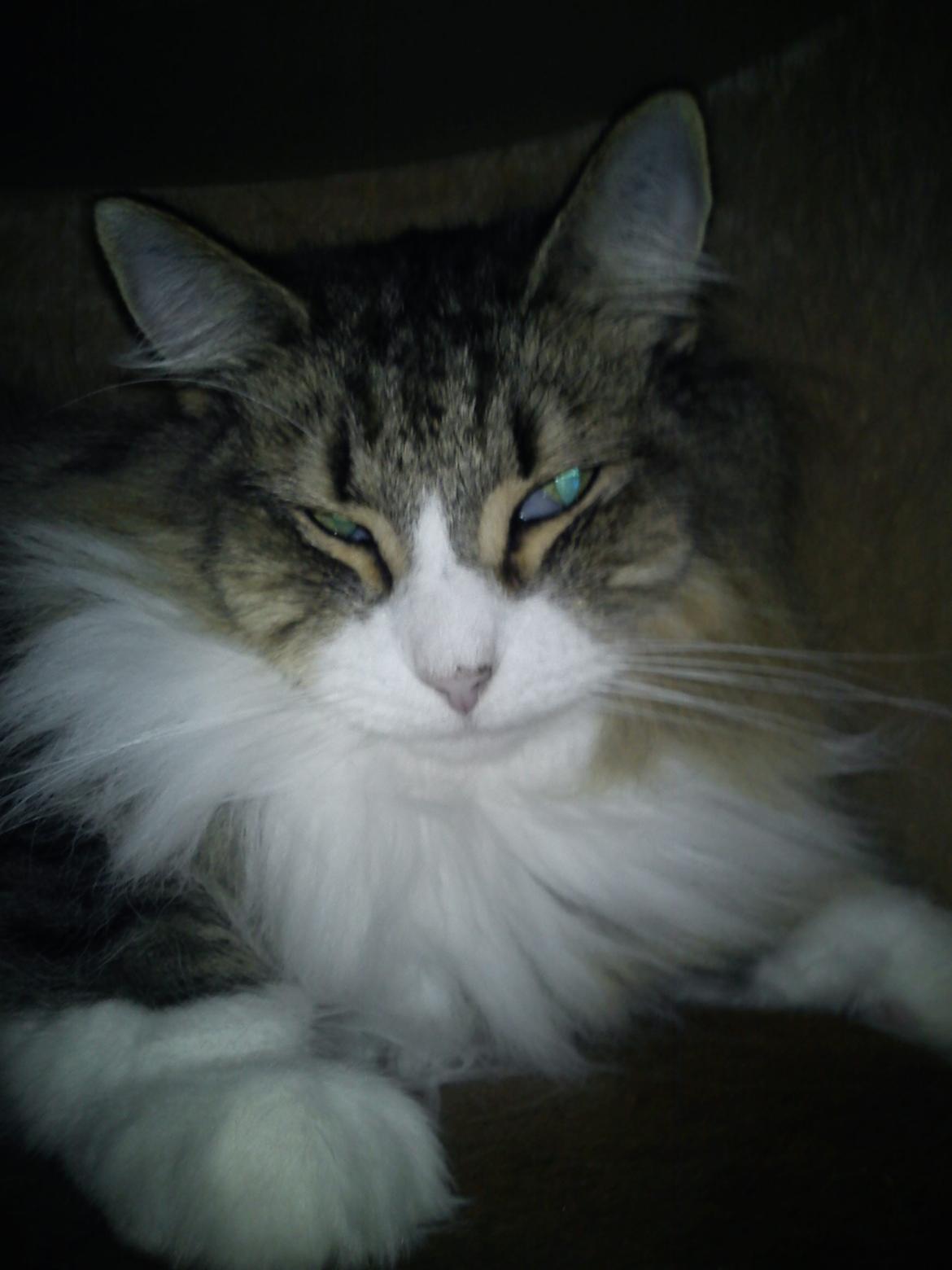 Norsk Skovkat t'binas frigg billede 6