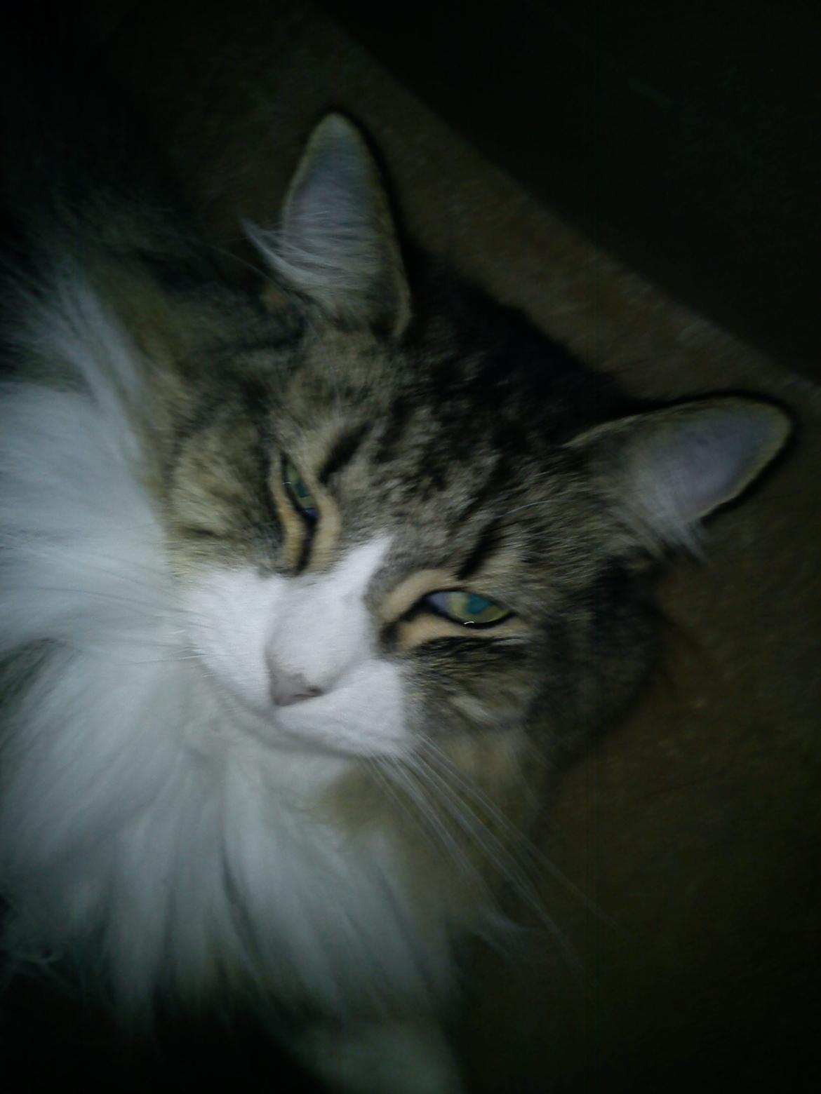 Norsk Skovkat t'binas frigg billede 7