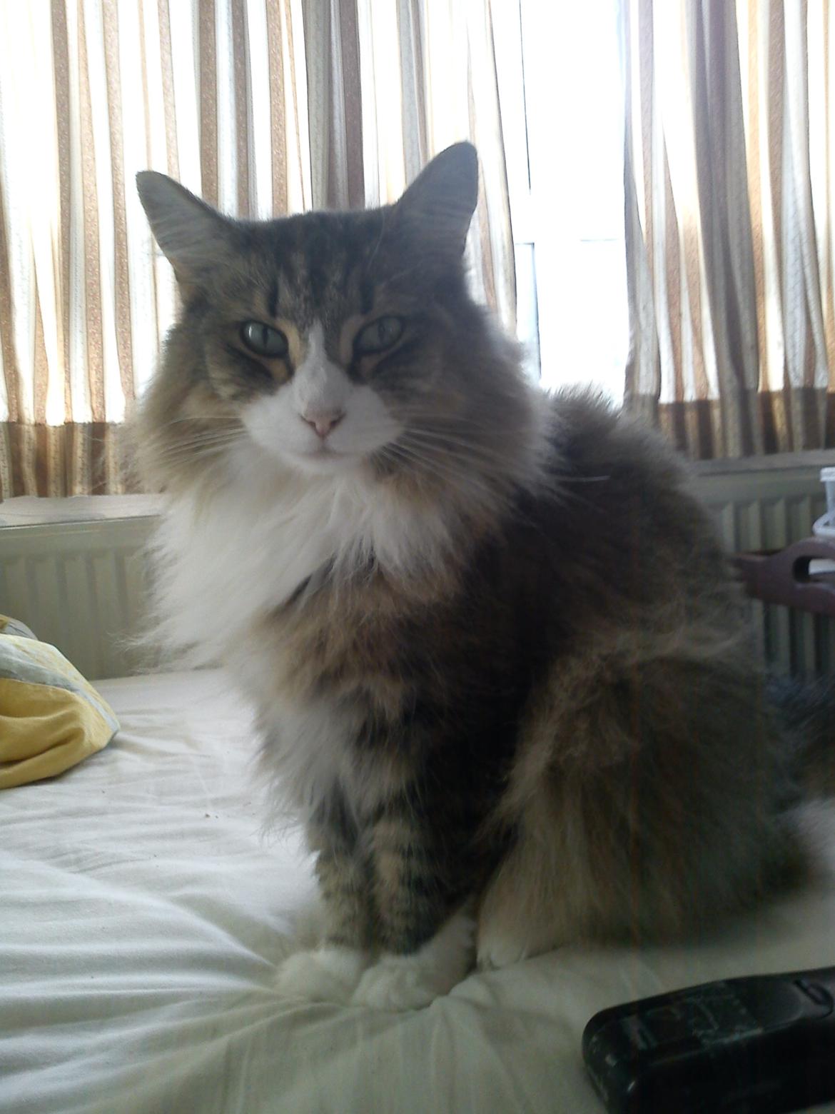 Norsk Skovkat t'binas frigg billede 8