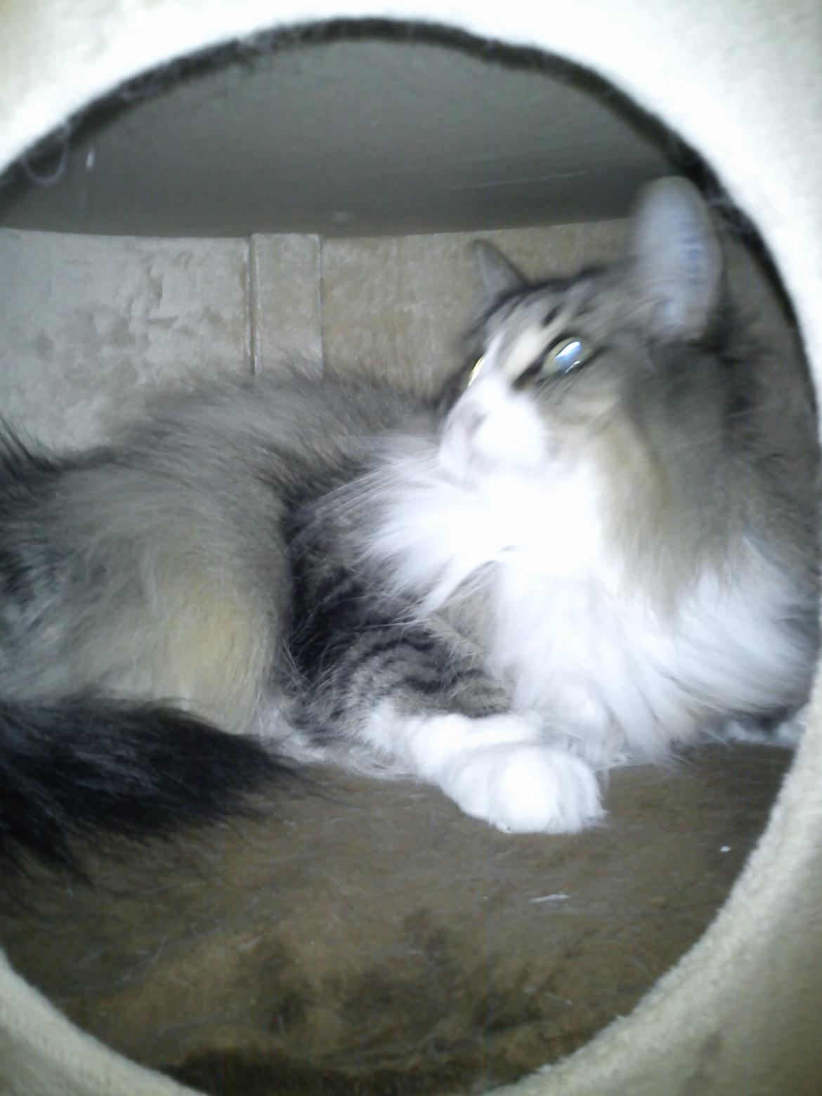 Norsk Skovkat t'binas frigg billede 9