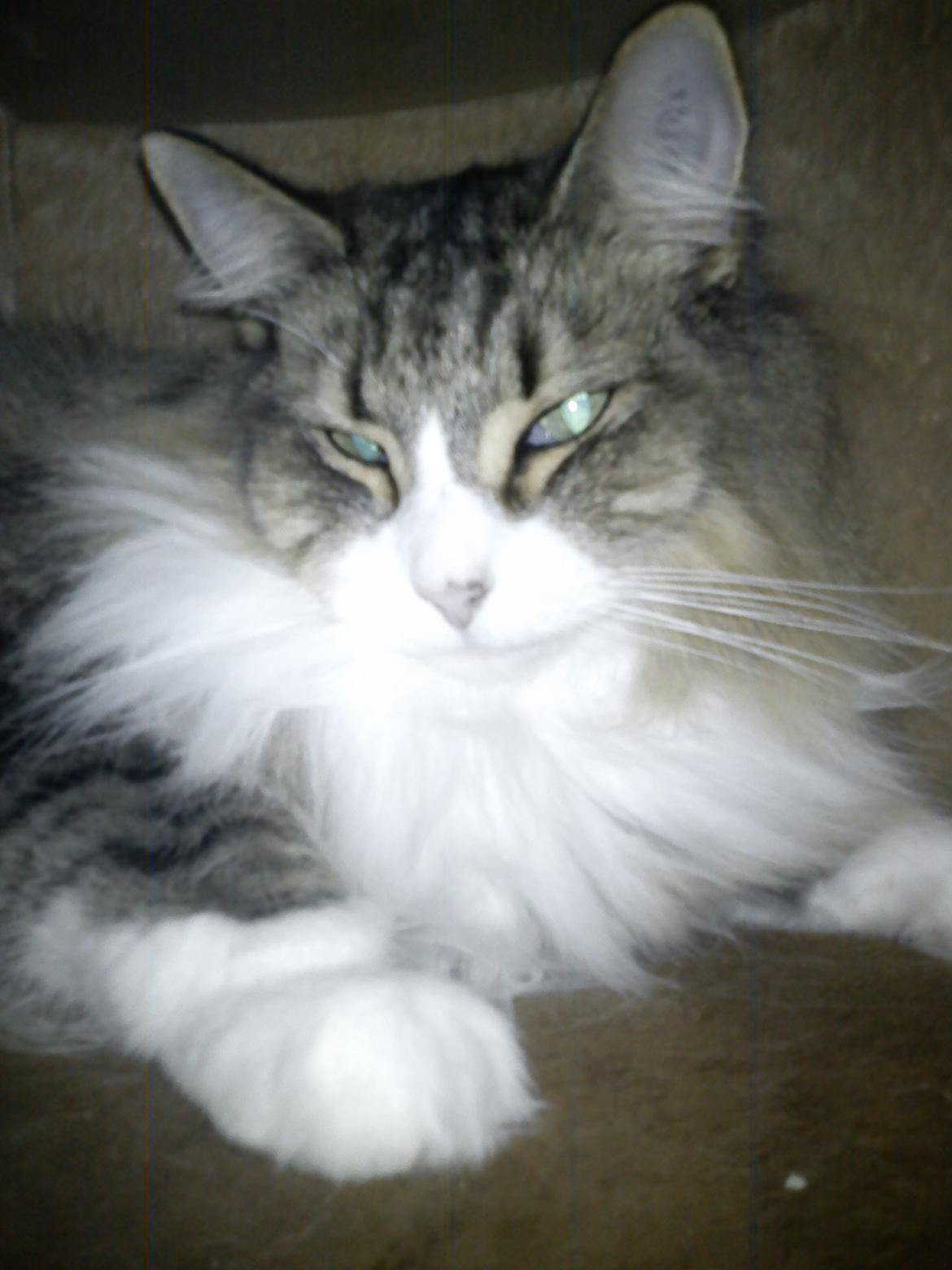 Norsk Skovkat t'binas frigg billede 10