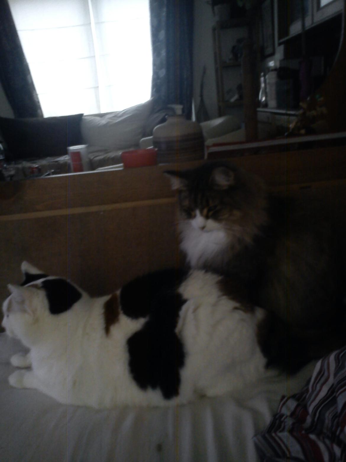 Norsk Skovkat t'binas frigg billede 11