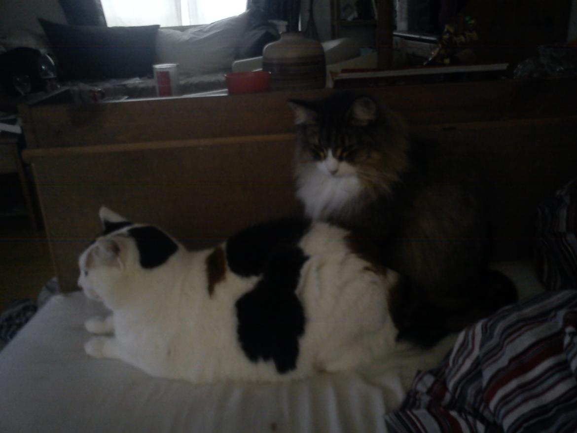 Norsk Skovkat t'binas frigg billede 12