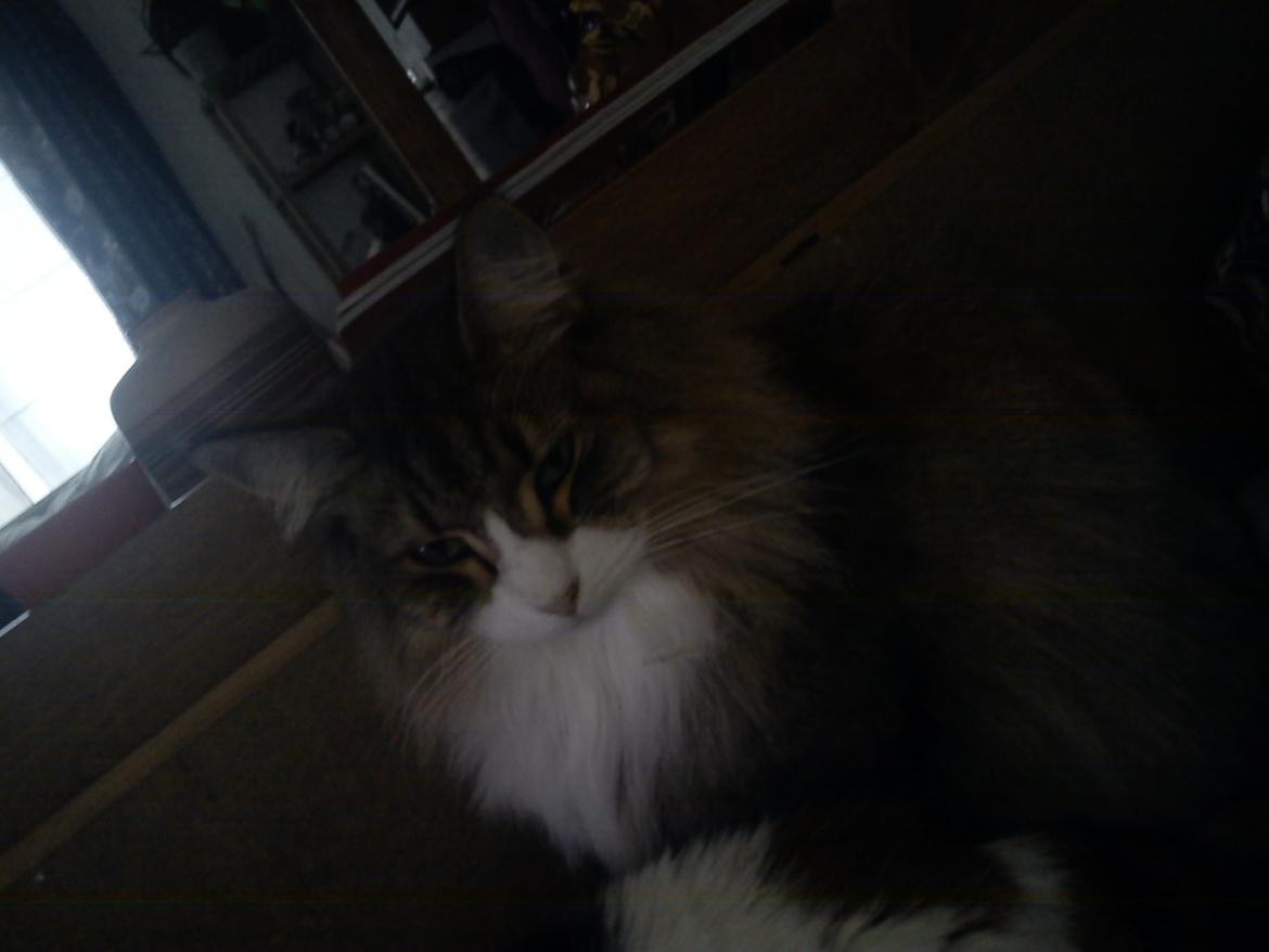 Norsk Skovkat t'binas frigg - hej og velkommen til min smukke frigge's profil :)<3
 billede 1