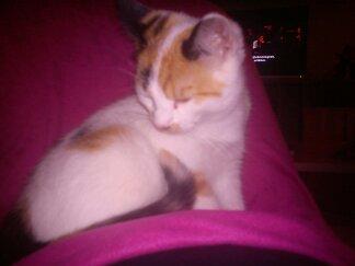 Huskat Bailey billede 1