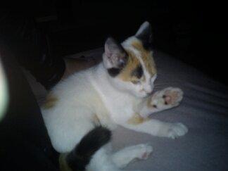 Huskat Bailey billede 2