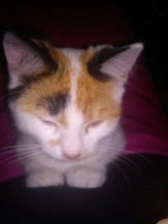 Huskat Bailey billede 3