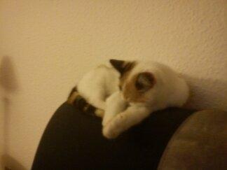 Huskat Bailey billede 4