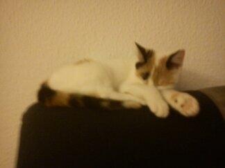 Huskat Bailey billede 5