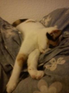 Huskat Bailey billede 6