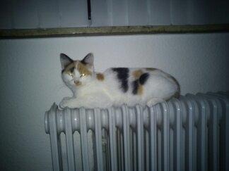 Huskat Bailey billede 8