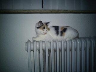 Huskat Bailey billede 9