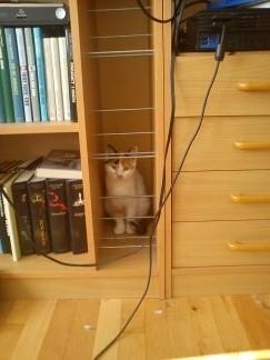 Huskat Bailey billede 10