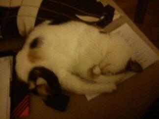 Huskat Bailey billede 11