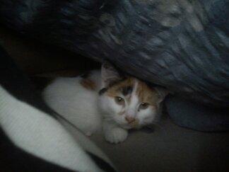 Huskat Bailey billede 12