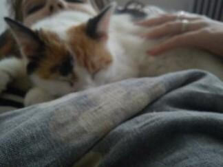 Huskat Bailey billede 13