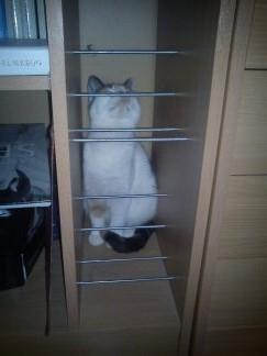 Huskat Bailey billede 17