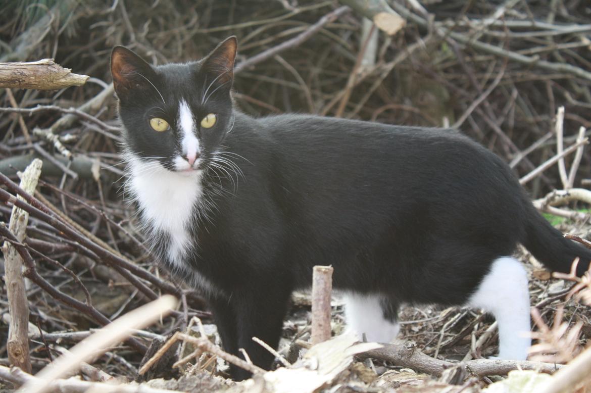 Huskat Nuzer<3 R.I.P.<3 - "You liked being outside when the weather was good" billede 7