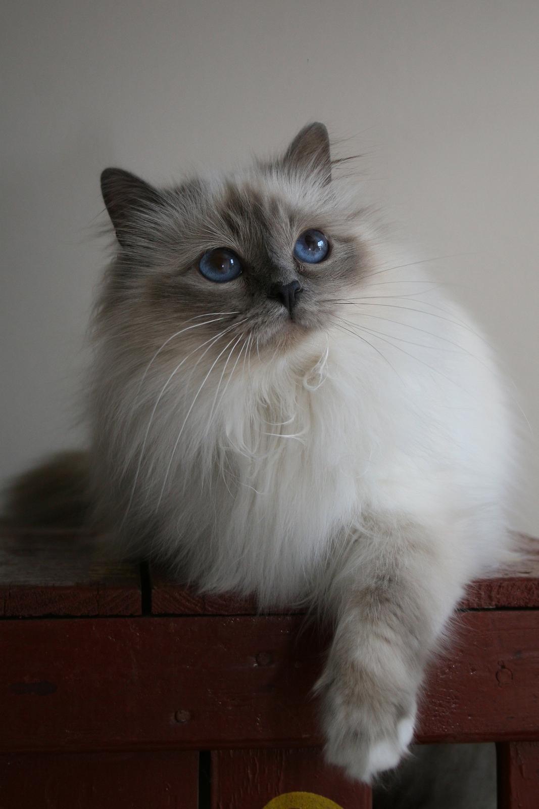 Hellig Birma Con Meo's Vela billede 1