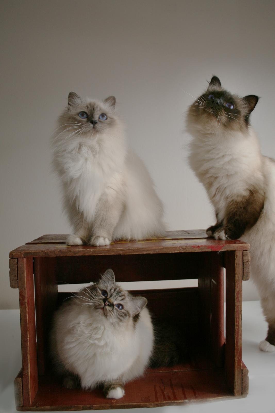 Hellig Birma Con Meo's Vela billede 2