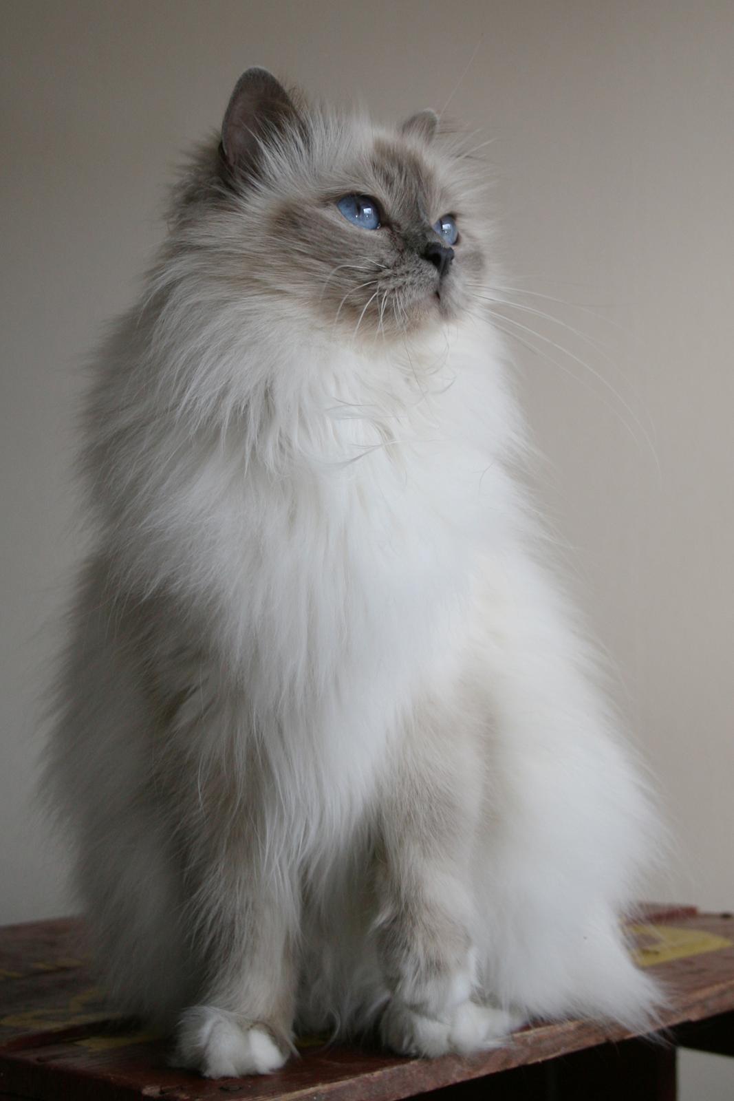 Hellig Birma Con Meo's Vela billede 3