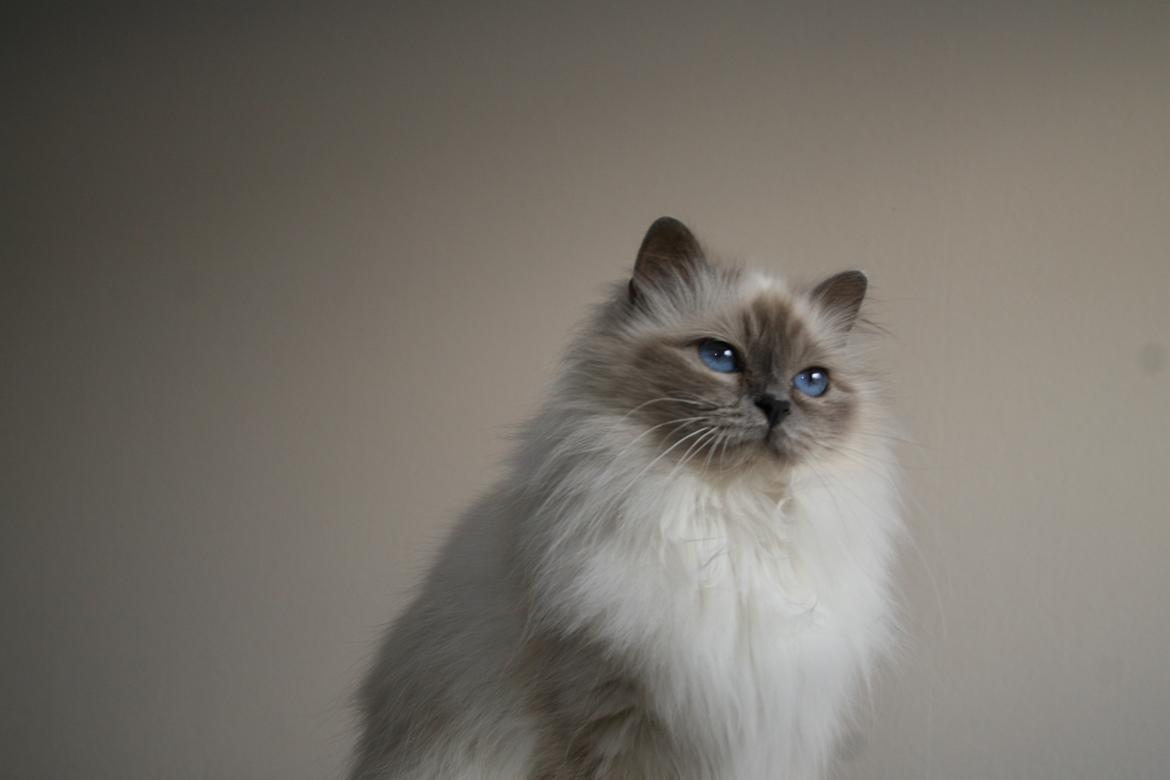 Hellig Birma Con Meo's Vela billede 4