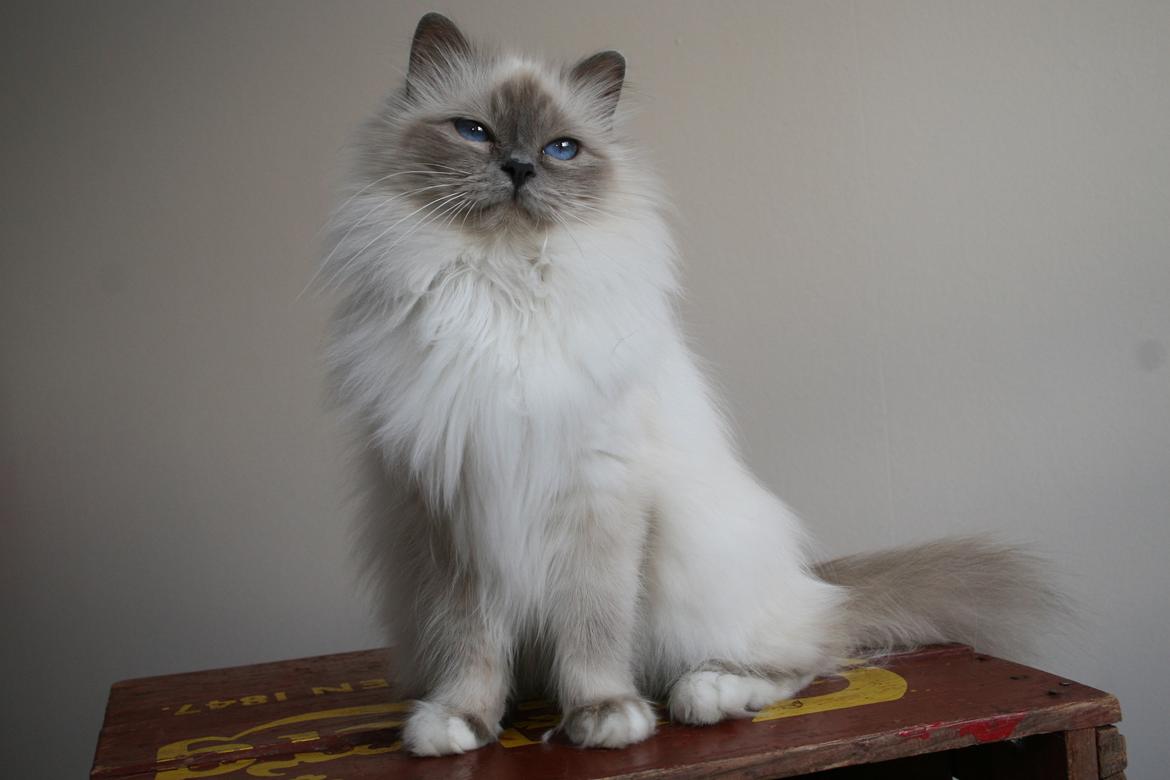 Hellig Birma Con Meo's Vela billede 5