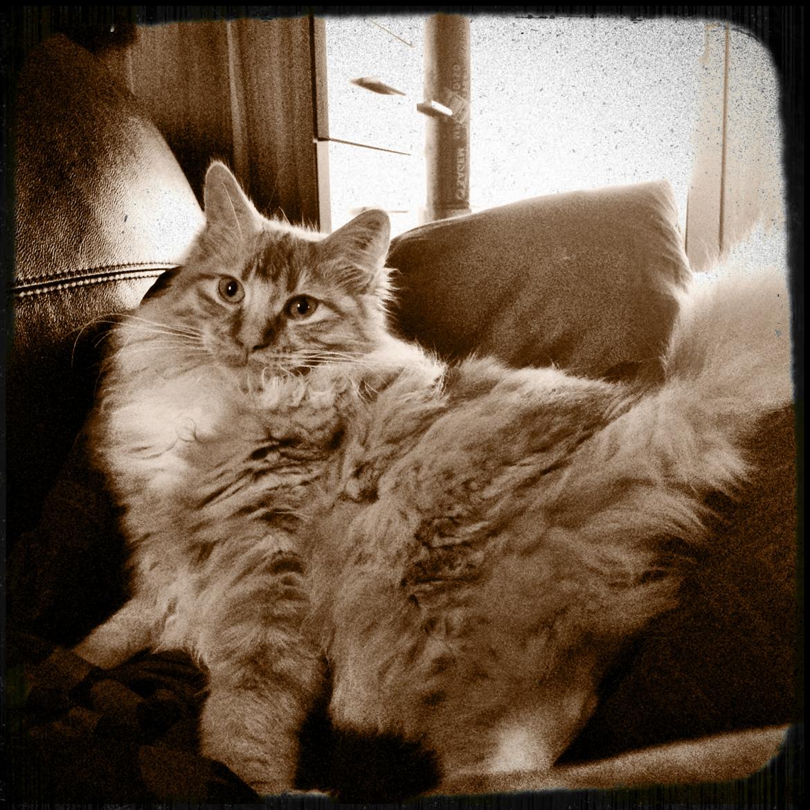 Maine Coon Neli billede 16
