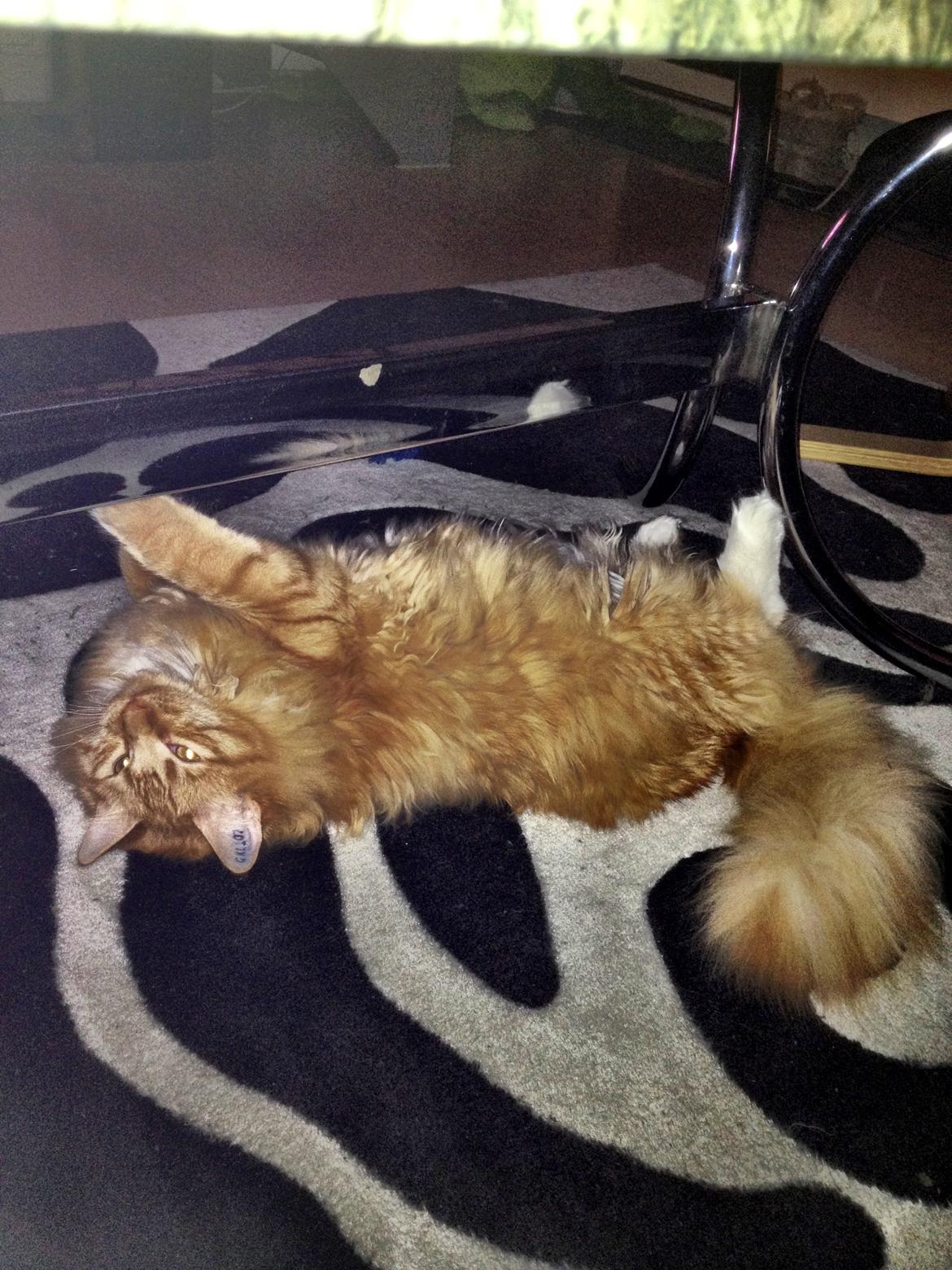 Maine Coon Neli billede 19