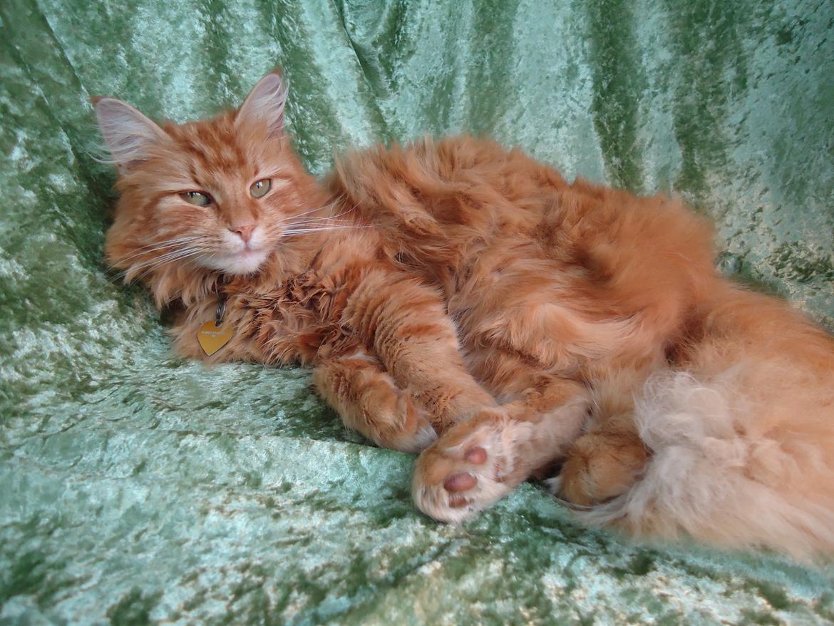 Blanding af racer Kitty <3 billede 20