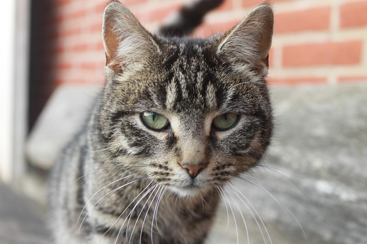 Blanding af racer Dorrit - staldkat billede 11