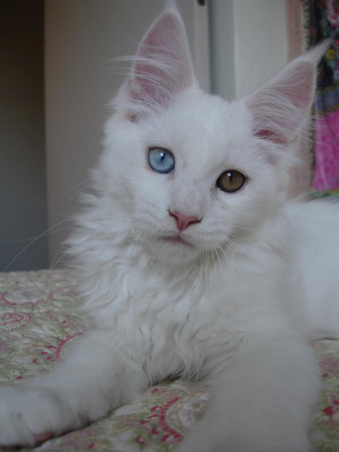 Maine Coon Nanu - Hej med dig! Jeg hedder Nanu og er min mors øjesten (12 uger) billede 1