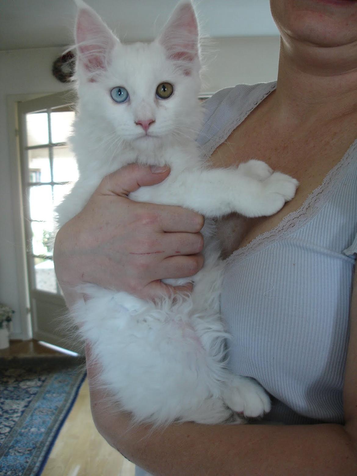 Maine Coon Nanu - Min mor er sød (12 uger) billede 2