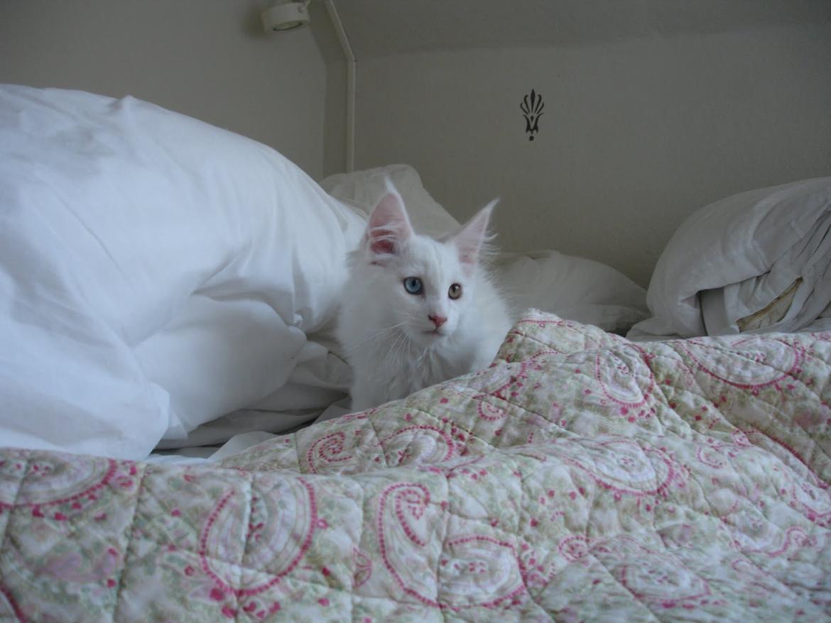 Maine Coon Nanu - Jeg er en lillebitte mis endnu (12 uger) billede 3