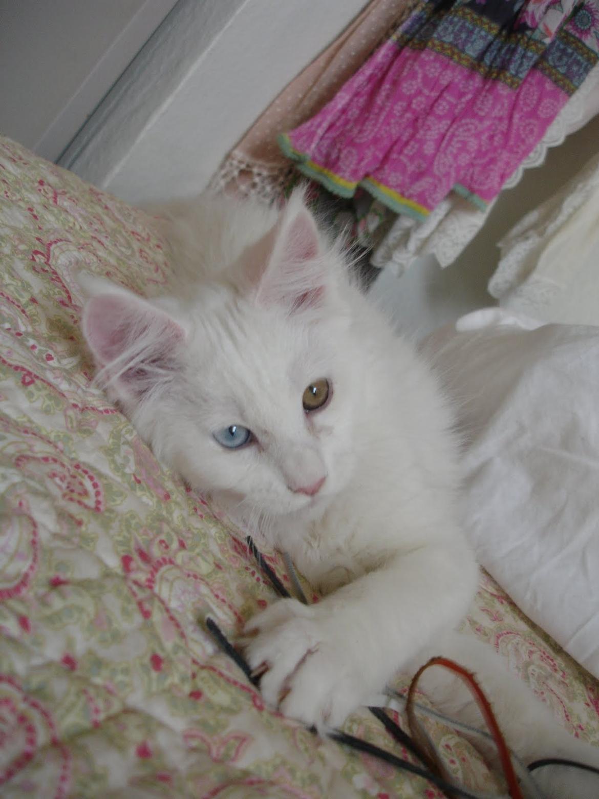 Maine Coon Nanu - Man bliver trææææt af at lege så meget!! (12 uger) billede 4