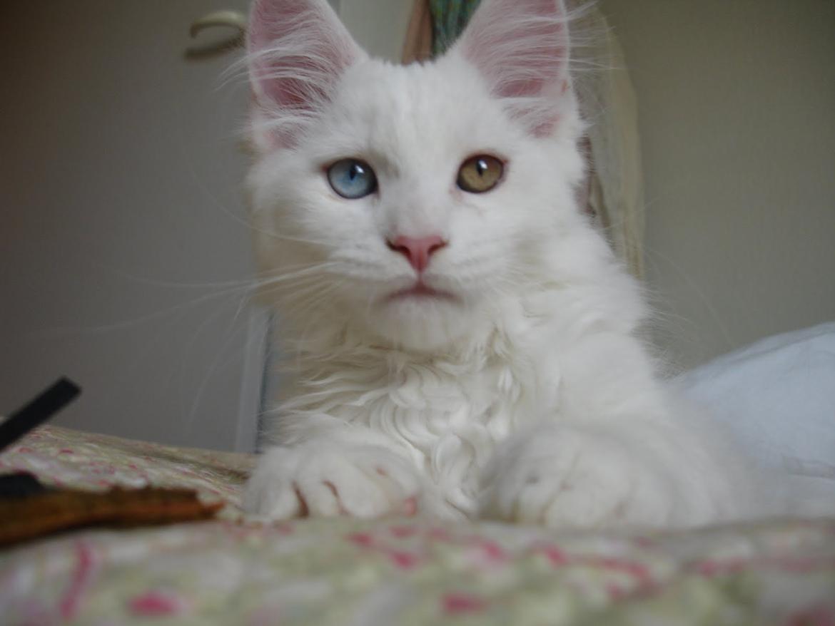 Maine Coon Nanu - Hej mor!! (12 uger) billede 5