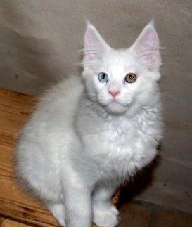 Maine Coon Nanu - Er det sådan jeg skal "sitte"? (10 uger) billede 6